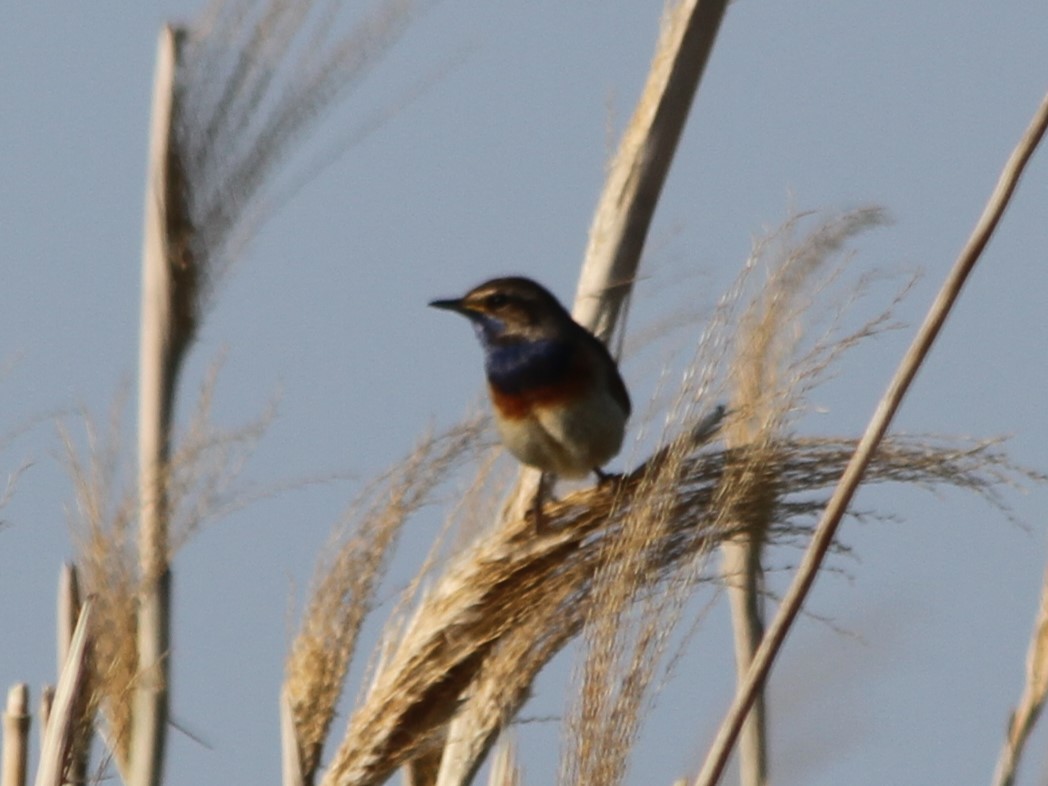 30 oktober: Bedrijfsbezoek: Miscanthusteelt aan de rand van de Biesbosch